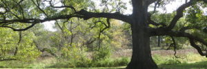 A massive tree in the middle of the Morton Arboretum.