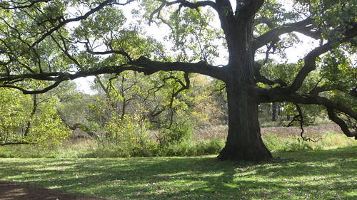 A massive tree in the middle of the Morton Arboretum.