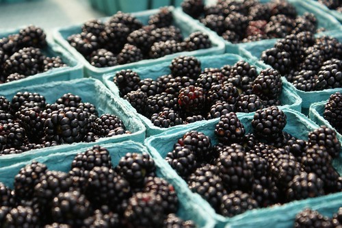 A table full of pint baskets full of fresh blackberries.