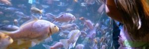 A small girl in a pink dress with her brother looking at Koi fish in an aquarium in Cedar Park, Texas.