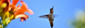 A ruby throated hummingbird flitting near some sweet-smelling orange trumpet vine blossoms.