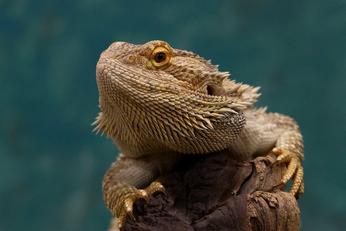 A 'Bearded Dragon' lizard sitting on a piece of wood.