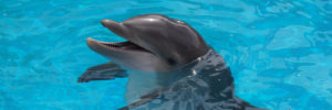 A dolphin poking its head out of the water at a local ocean life preserve.