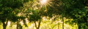 A verdent green local park with the sun shining through a gap in the trees.