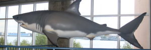 A life-sized model of a shark hanging from the ceiling.