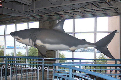 A life-sized model of a shark hanging from the ceiling.