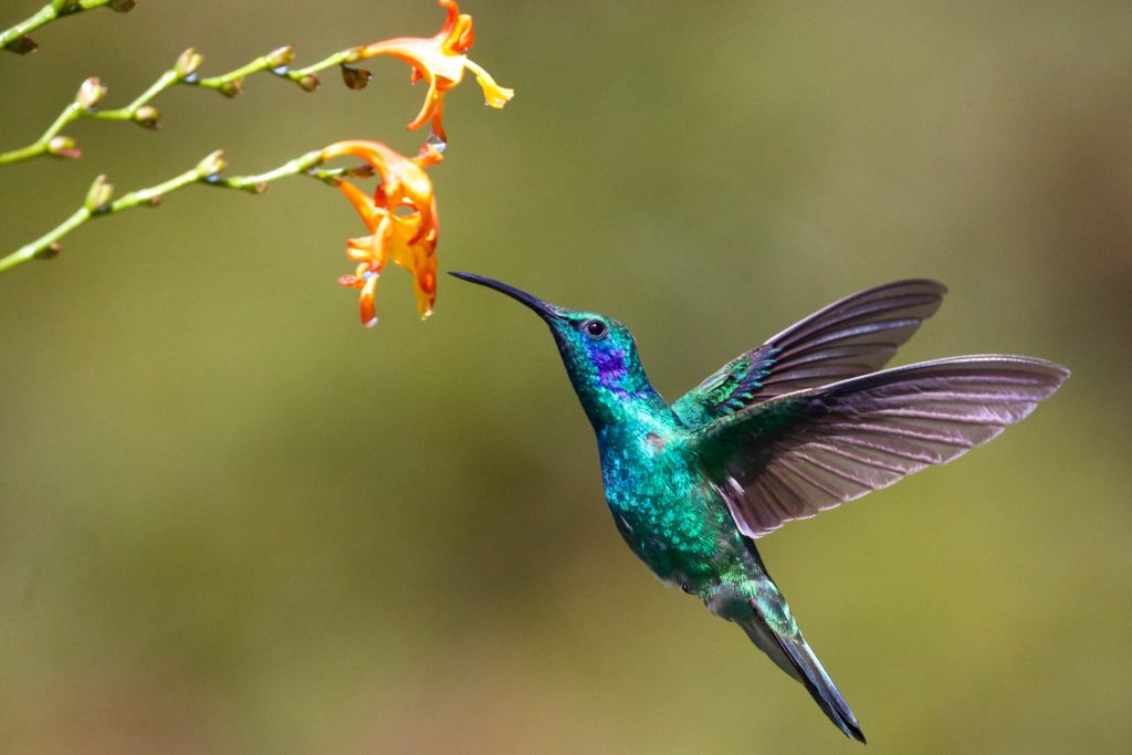 A hummingbird approaching a flower for a drink.