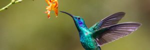 A hummingbird approaching a flower for a drink.