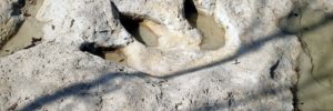 A fossil of a dinosaur foot at the dinosaur park near McKinney, TX