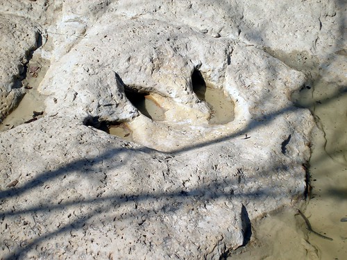 A fossil of a dinosaur foot at the dinosaur park near McKinney, TX