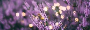 Low-maintenance purple flowers blow in the wind in a garden in Goodyear, Arizona