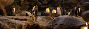 Penguins standing on rocks in an exhibit at the St. Louis Zoo