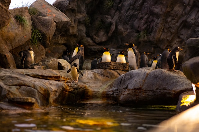 Penguins standing on rocks in an exhibit at the St. Louis Zoo