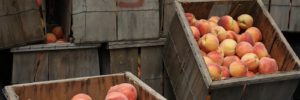 A basket of peaches at the farmers market in Allen, TX