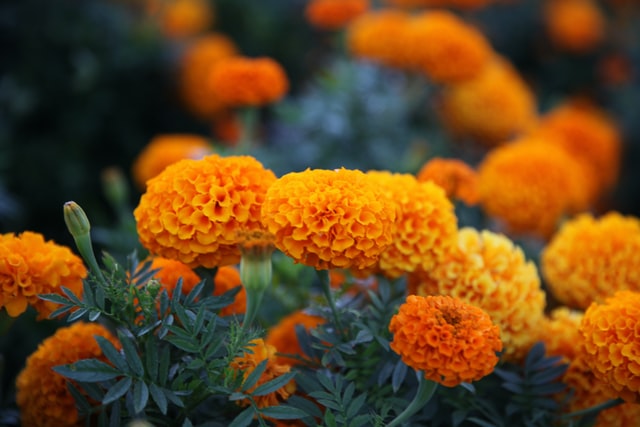 Orange flowers blooming in Chandler, AZ