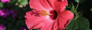 A pink blooming flower from a low maintenance garden in Frisco, TX