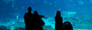Parents and their children look through the glass at an aquarium in Duluth, GA