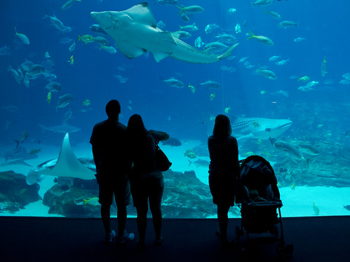 Parents and their children look through the glass at an aquarium in Duluth, GA