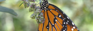 A butterfly sits on a flower at the butterfly pavilion in Thornton, CO