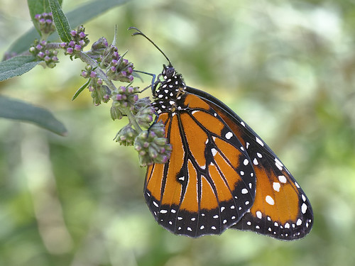 A butterfly sits on a flower at the butterfly pavilion in Thornton, CO