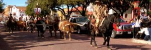 Horses walk through the streets of Fort Worth, TX in a parade