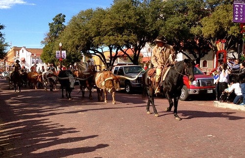 Horses walk through the streets of Fort Worth, TX in a parade