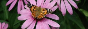A butterfly rests on a pink flower in a low maintenance garden in Mount Laurel, NJ