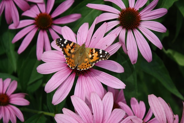 A butterfly rests on a pink flower in a low maintenance garden in Mount Laurel, NJ