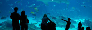 Children point at large sea animals at the Georgia Aquarium near Alpharetta, GA