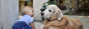 A baby is introduced to the family's pet, a golden retriever.