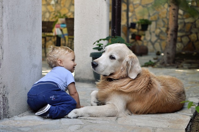 A baby is introduced to the family's pet, a golden retriever.
