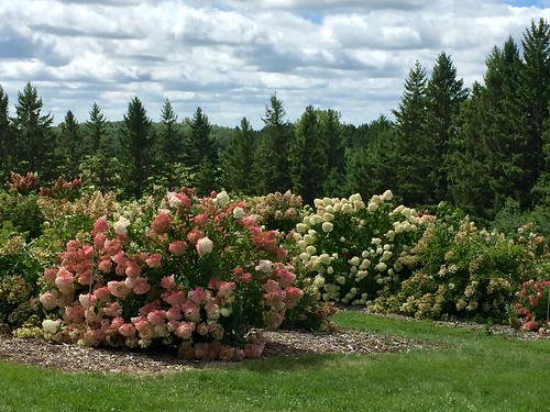 Bushes with pink blooming flowers at the Minnesota Landscape Arboretum near Chanhassen, MN