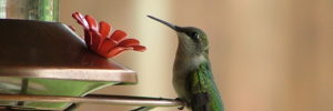 A hummingbird drinks from a bird feeder in Chandler, AZ