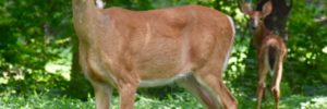 A deer standing in the forest in Fishers, IN
