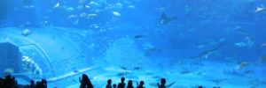Children look through the glass at fish in an aquarium in Peoria, Arizona