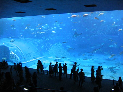 Children look through the glass at fish in an aquarium in Peoria, Arizona