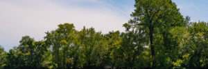 Trees lining the creek at Lake Auburn Campground near Chanhassen, Minnesota