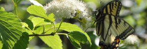 A butterfly rests on a leaf at the wildlife refuge in Bridgewater, NJ