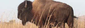 Wild bison in a field