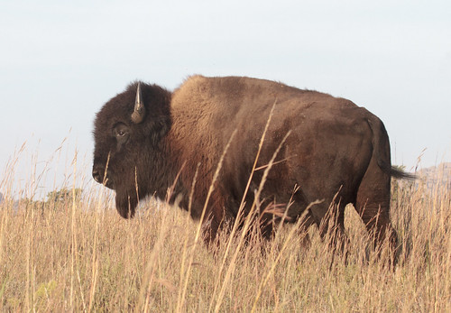 Wild bison in a field