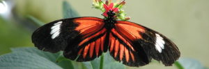 Heliconius butterfly sitting on plant