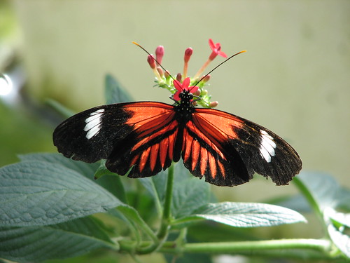Heliconius butterfly sitting on plant