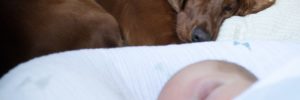 A pet dog sleeps next to a baby at a family home in Duluth, Georgia