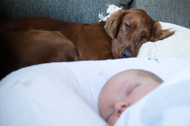 A pet dog sleeps next to a baby at a family home in Duluth, Georgia