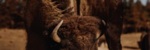 A brown bison in a field in Thornton, Colorado