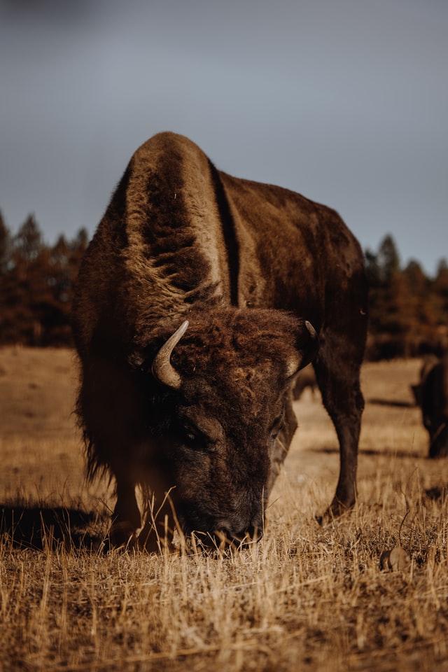 A brown bison in a field in Thornton, Colorado