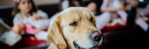 A dog is introduced to a new baby at a family home in Glenview, Illinois