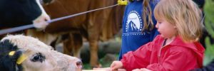 A child feeds corn to a cow at a farm museum in Ashburn, Virginia
