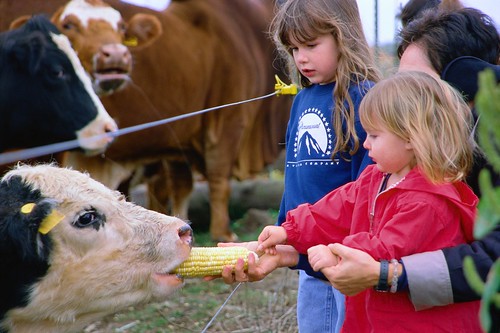 A child feeds corn to a cow at a farm museum in Ashburn, Virginia
