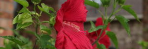 A red flower blooms in a low-maintenance garden in Cedar Park, Texas